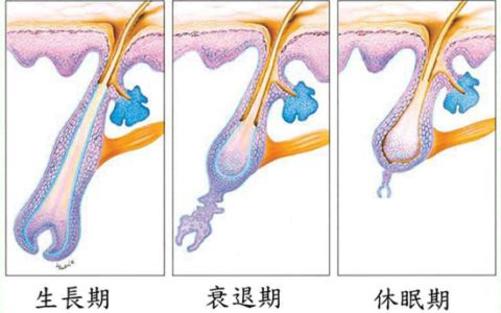头发生长示意图