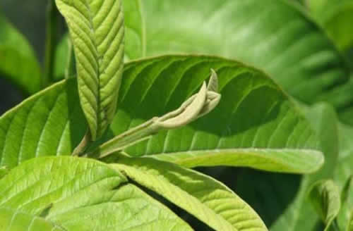 番石榴叶治疗脱发