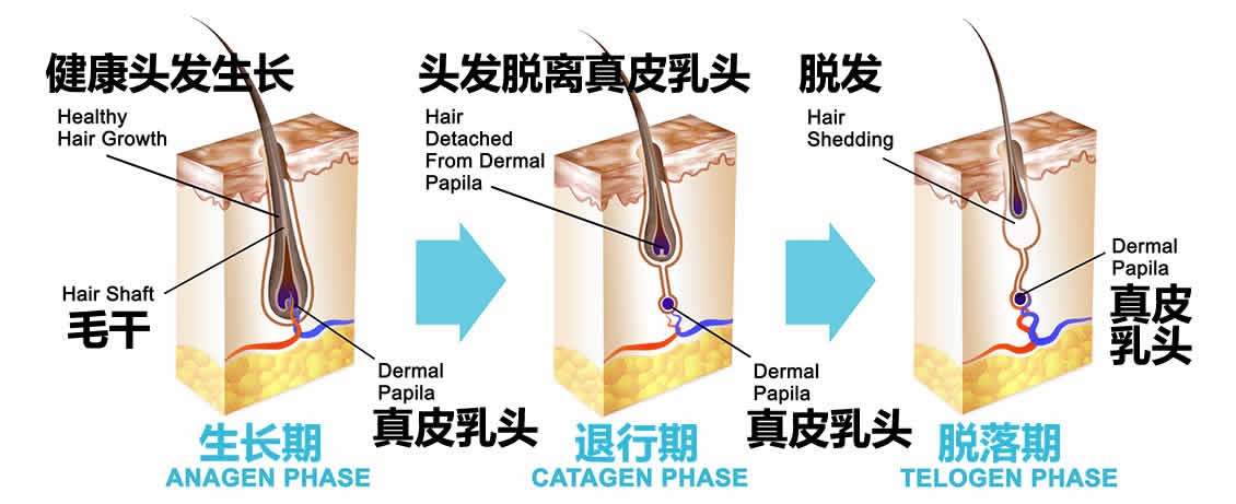 【图】头发生长周期三阶段