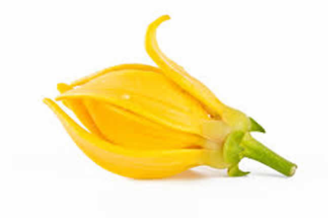 依兰油