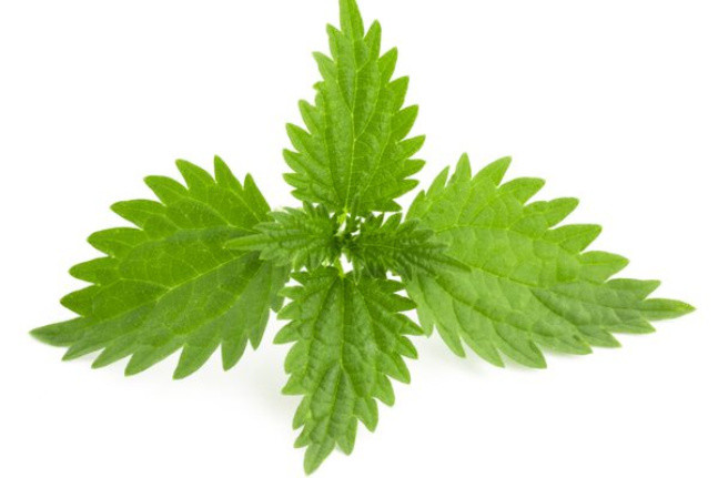 荨麻