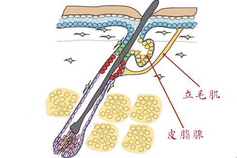 立毛肌