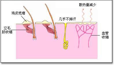 立毛肌