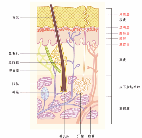 人的皮肤有几层图片