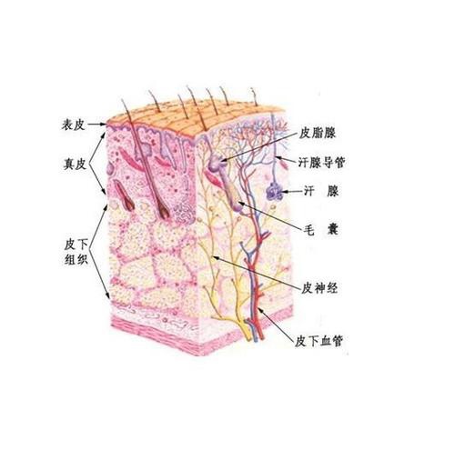 真皮的结构