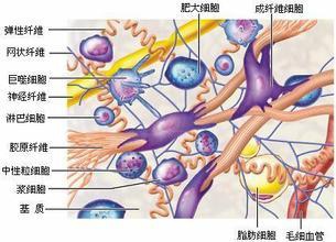 真皮的结构