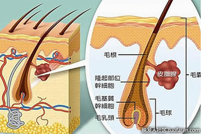 皮肤下毛发的解剖