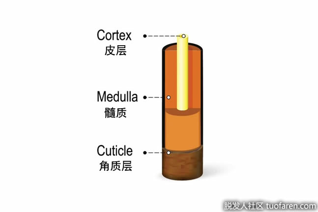 横截面:头发的3部分