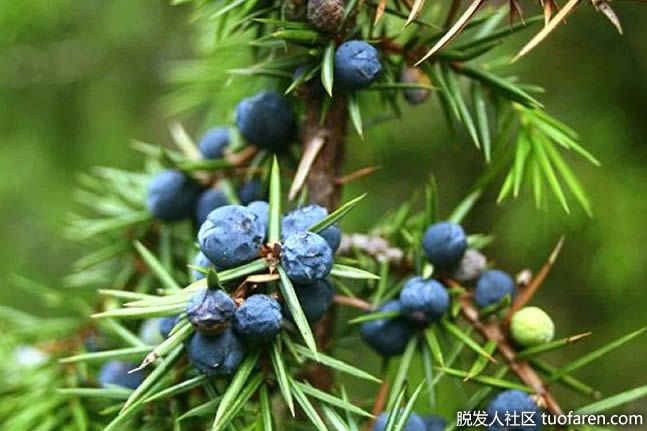 杜松植物的浆果