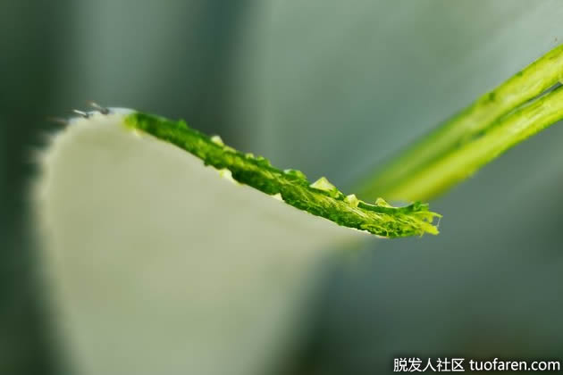 芦荟