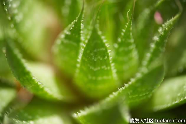 芦荟用于皮肤过敏