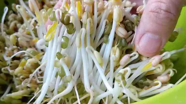 绿豆芽