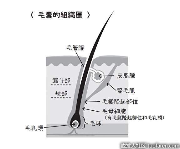 毛囊组织图