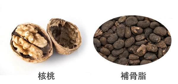 核桃和补骨脂一起，是很好的补药，可治虚寒咳嗽、腰脚酸痛。