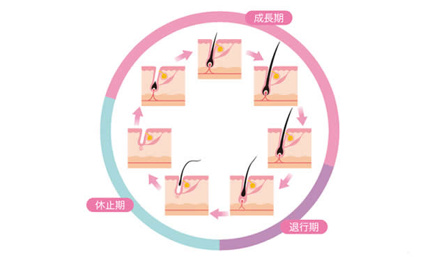 头发生长周期