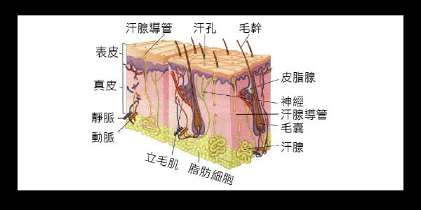 头皮的基本组成