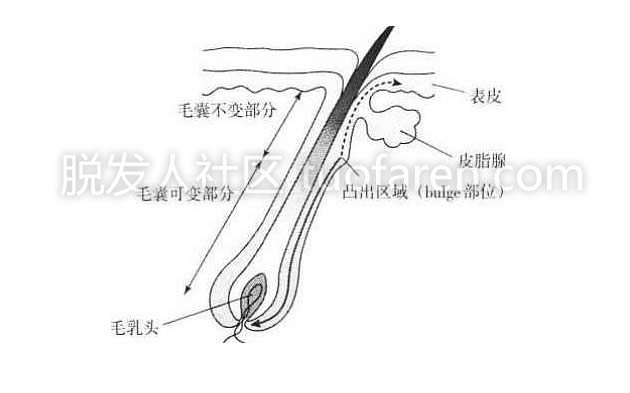 毛囊结构图