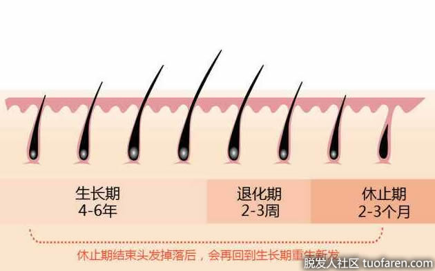 头发的生长周期图