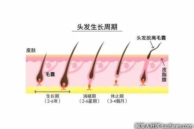 毛发生长周期的各个阶段