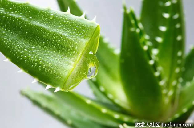 芦荟治疗脂溢性皮炎