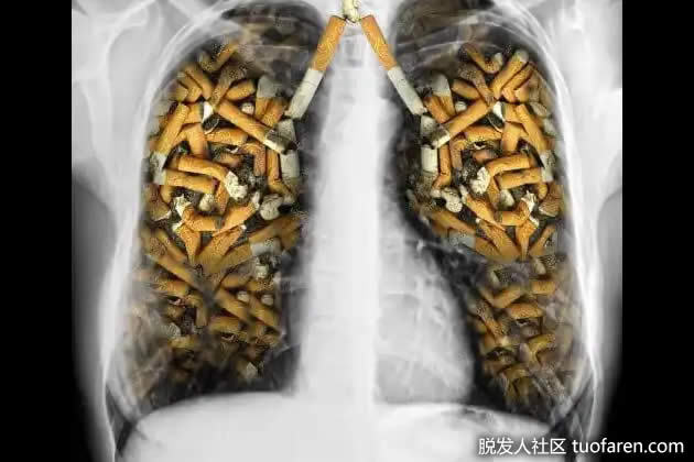 西红柿除烟草烟雾的影响
