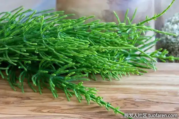 马尾草