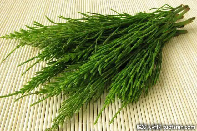 马尾草