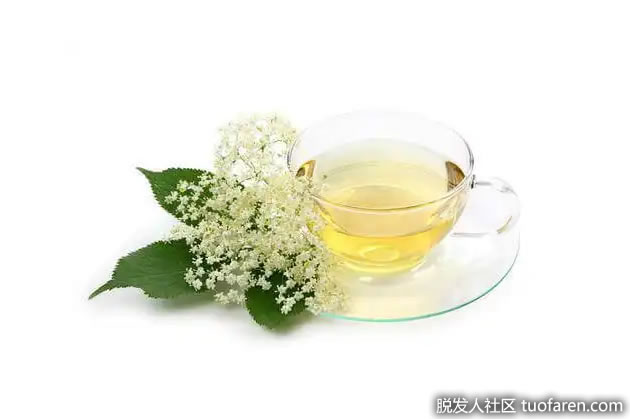 接骨木