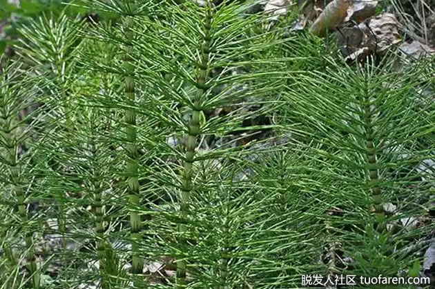 马尾草